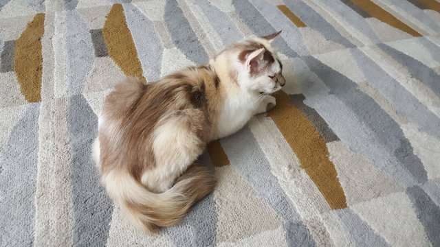 Twinkle - Oriental Long Hair Cat