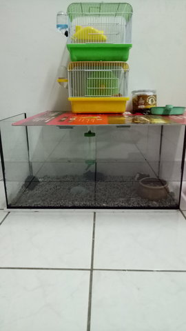 PF83093 - Syrian / Golden Hamster Hamster