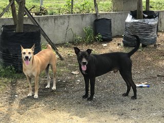 Lucy &amp; Black - Hound Mix Dog