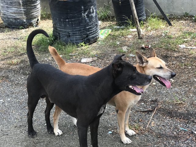 Lucy &amp; Black - Hound Mix Dog