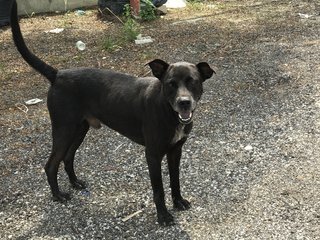 Lucy &amp; Black - Hound Mix Dog