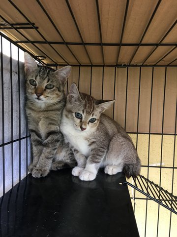 Kiki And Lala  - Tabby Cat