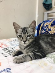 Bubu  - Tabby + Domestic Short Hair Cat