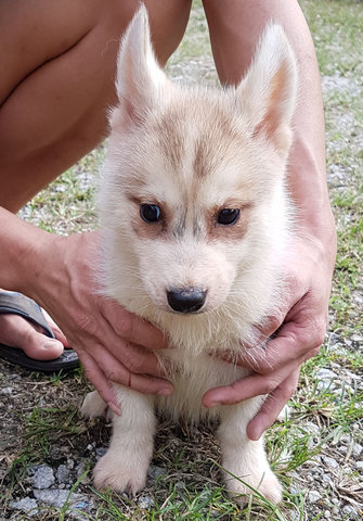 Husky Mix Puppy For Adoption - Siberian Husky Mix Dog