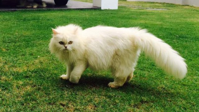 Snowbell - Persian Cat