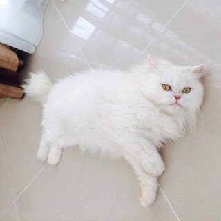 Snowbell - Persian Cat