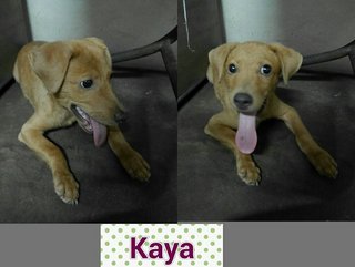 Pinky, Cinnamon, Kaya - Mixed Breed Dog