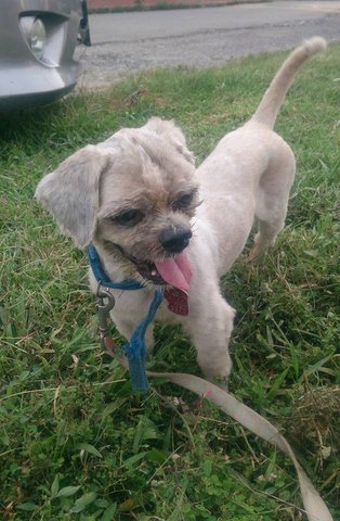 Scruffy Bunny - Shih Tzu Dog