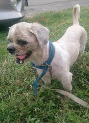 Scruffy Bunny - Shih Tzu Dog