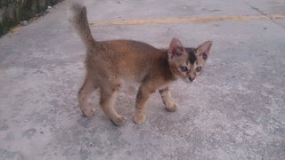 3 Kittens - Abyssinian Cat