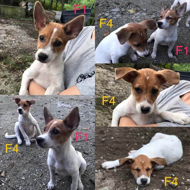 Kl Puppies For Adoption - Mixed Breed Dog