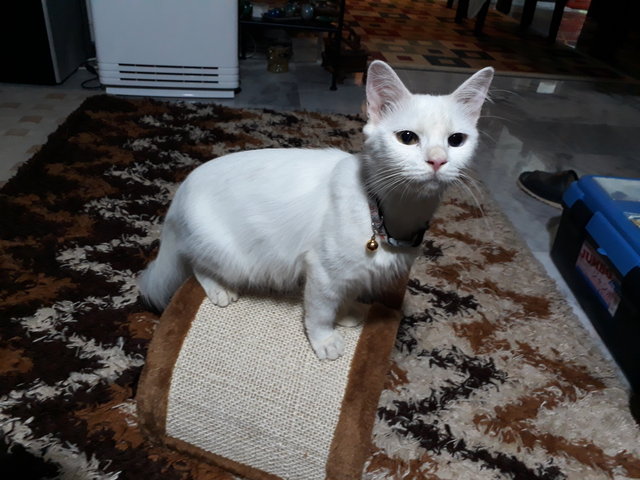 Ghost - Domestic Long Hair Cat