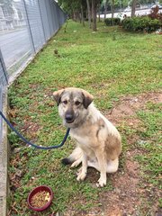 Gandalf The Grey - Husky Mix Dog