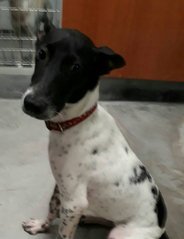 Hanson - Dalmatian Mix Dog