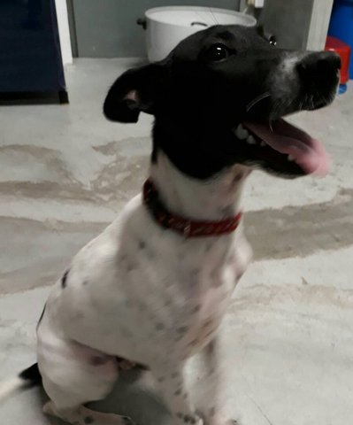 Hanson - Dalmatian Mix Dog