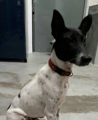 Hanson - Dalmatian Mix Dog