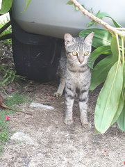 Missing Around Sec19 Pj With Red Collar - Domestic Short Hair Cat