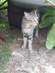 Missing Around Sec19 Pj With Red Collar - Domestic Short Hair Cat