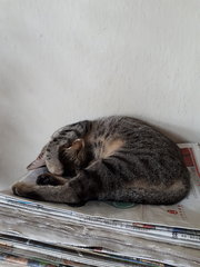 Missing Around Sec19 Pj With Red Collar - Domestic Short Hair Cat