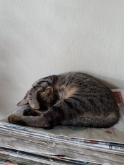 Missing Around Sec19 Pj With Red Collar - Domestic Short Hair Cat