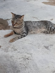 Missing Around Sec19 Pj With Red Collar - Domestic Short Hair Cat