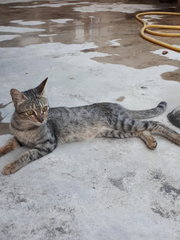 Missing Around Sec19 Pj With Red Collar - Domestic Short Hair Cat