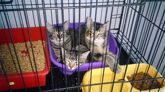 Gray Kittens At Damansara!! - Domestic Medium Hair Cat