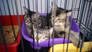 Gray Kittens At Damansara!! - Domestic Medium Hair Cat