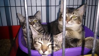 Gray Kittens At Damansara!! - Domestic Medium Hair Cat