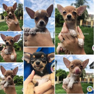 Adorable Female Smooth Coat 1chihuahua - Chihuahua Dog