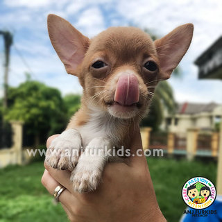 Adorable Female Smooth Coat 1chihuahua - Chihuahua Dog