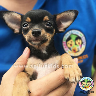 Adorable Female Smooth Coat 1chihuahua - Chihuahua Dog