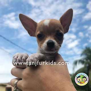 Adorable Female Smooth Coat 1chihuahua - Chihuahua Dog