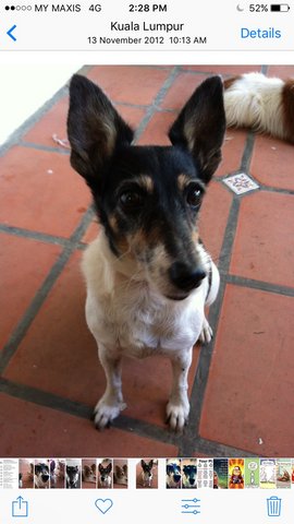 Tootsie - Fox Terrier Dog