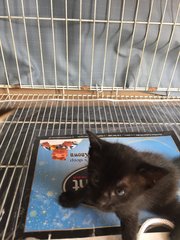 Black &amp; Blackie - Domestic Medium Hair Cat