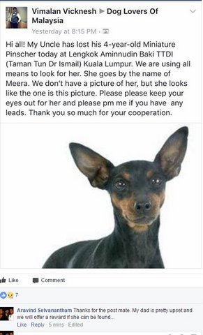 Meera - Miniature Pinscher Dog