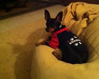 Meera - Miniature Pinscher Dog