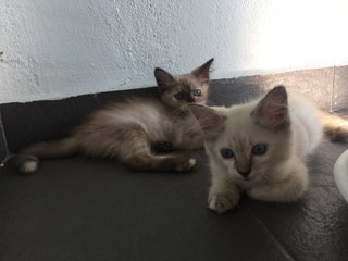 Smokey & Milo