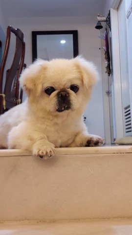 Faye - Pekingese Dog