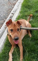 Athenna - Basenji Mix Dog