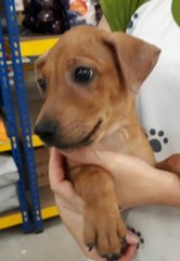 Jasper - Yellow Labrador Retriever Mix Dog