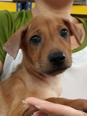 Jasper - Yellow Labrador Retriever Mix Dog