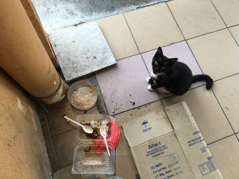 Black Beauty &amp; The Twin Snowballs - Domestic Short Hair Cat