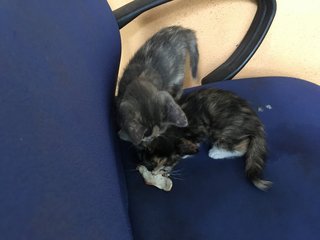 kittens