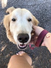 Holiday - Golden Retriever Dog