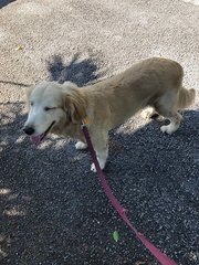 Holiday - Golden Retriever Dog