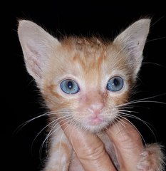 Baby Kittens - Domestic Short Hair Cat