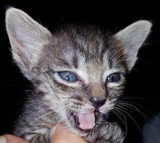 Baby Kittens - Domestic Short Hair Cat