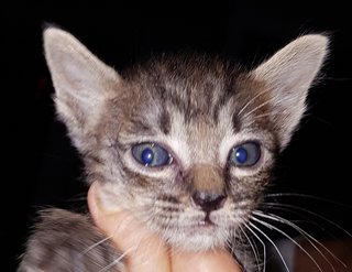 Baby Kittens - Domestic Short Hair Cat