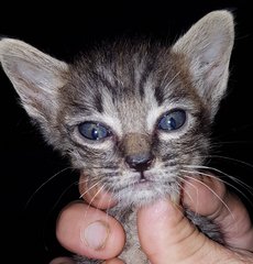 Baby Kittens - Domestic Short Hair Cat